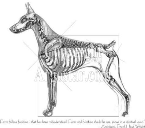 Doberman Anatomy Doberman Skeleton, Doberman Pinscher Blue, Pincher Dog, Doberman Pinscher Puppy, Skeleton Drawings, Dog Anatomy, Animal Skeletons, 강아지 그림, Pretty Dogs