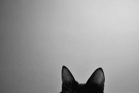 Tumblr Photography, White Photo, Rumi, Crazy Cat Lady, Crazy Cats, Cat Lady, Cat Love, Black And White Photography, Cat Ears