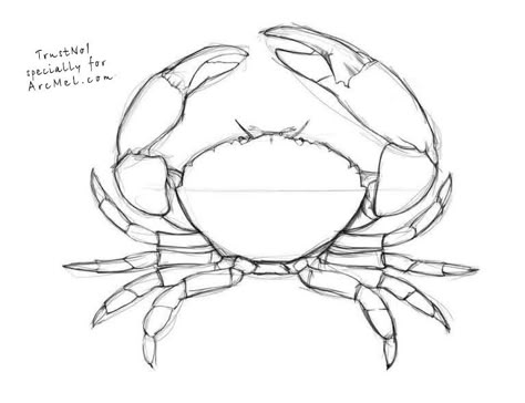 How To Draw A Lobster Step By Step, How To Draw A Crab, Crustaceans Drawing, Cute Crab Drawings, Crab Drawing Simple, Crab Drawing, Crab Painting, Tier Tattoo, Crab Art