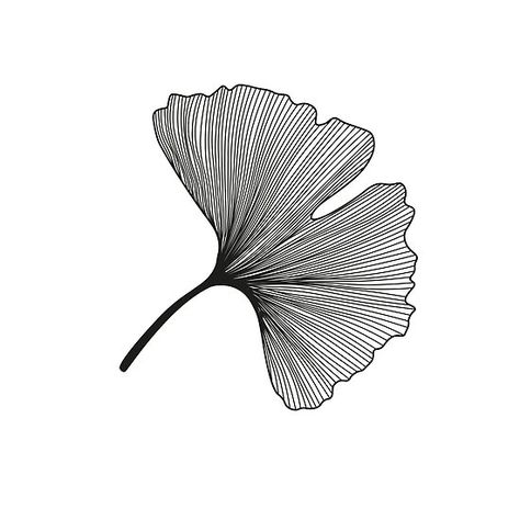 Ginkgo Biloba leaves pattern - black and white Gingo Leaves Drawing, Black And White Floral Illustration, Gingko Leaf Drawing, Ginko Drawings, Ginkgo Leaf Illustration, Ginkgo Drawing, Ginko Biloba Tattoo, Ginkgo Biloba Illustration, Gingko Leaves Drawing