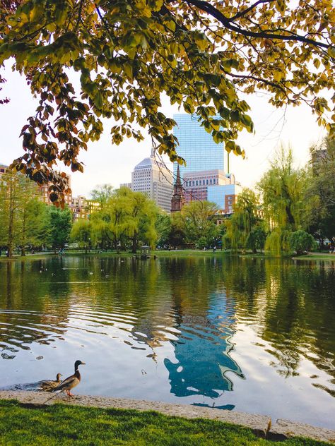 Top reasons to visit Boston and things to see Public Garden Common Pond Spring In Boston, Boston 2023, Boston Night, Atlas Corrigan, Boston Aesthetic, Sunshine Aesthetic, Visit Boston, Boston Park, Canada Cruise