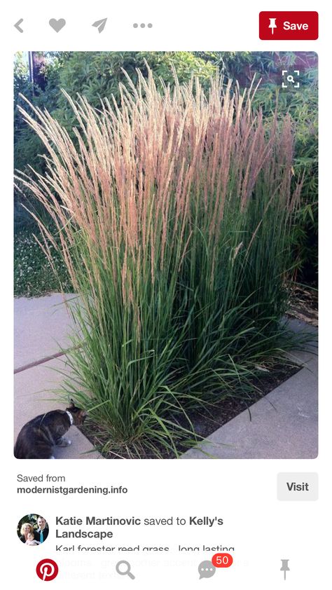 Big Planters Outdoor Ideas, Karl Forester, Ornamental Grasses For Shade, Ornamental Grass Landscape, Tall Ornamental Grasses, Feather Reed Grass, Shade Grass, Public Speech, Privacy Plants