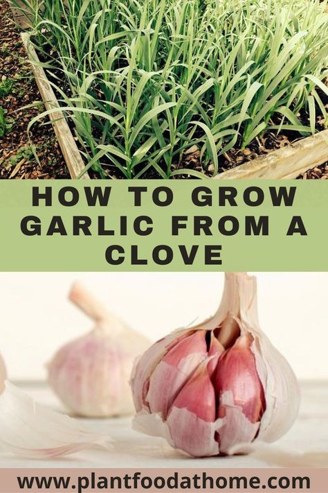 Learn how to grow garlic from a clove! Follow these simple steps to grow your own garlic and enjoy its delicious flavor year-round. Find out what soil to use, when to plant, and how to care for your garlic to keep it healthy and productive. Get started today and start enjoying the deliciousness of homegrown garlic! Growing Garlic From Cloves, Grow Garlic, Harvesting Garlic, Planting Garlic, Garlic Seeds, Organic Pesticide, Growing Garlic, Organic Vegetable Garden, Astuces Diy