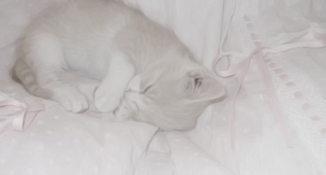 Kitty Banner, Cat Banner, Coquette Doll, Princess Banner, Aesthetic Angel, Bow Aesthetic, Header Tumblr, Angel Princess, Picture Banner