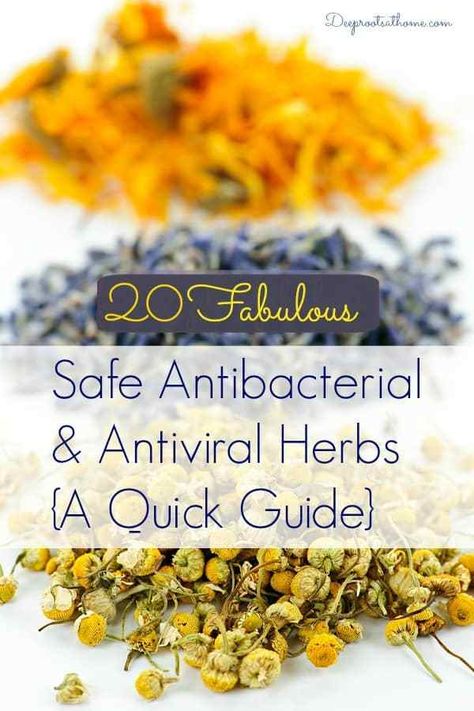 Antiviral Herbs, Natural Healing Remedies, Herbal Healing, Deep Roots, Lifestyle Habits, Natural Therapy, Healing Herbs, Natural Health Remedies, Natural Herbs