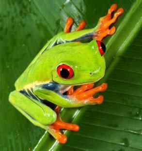 red-eyed tree frog Rainforest Frog, Tree Frog Tattoos, Frog Species, Green Tree Frog, Red Eyed Tree Frog, Turtle Drawing, Frog Tattoos, Rainforest Animals, Frog Drawing