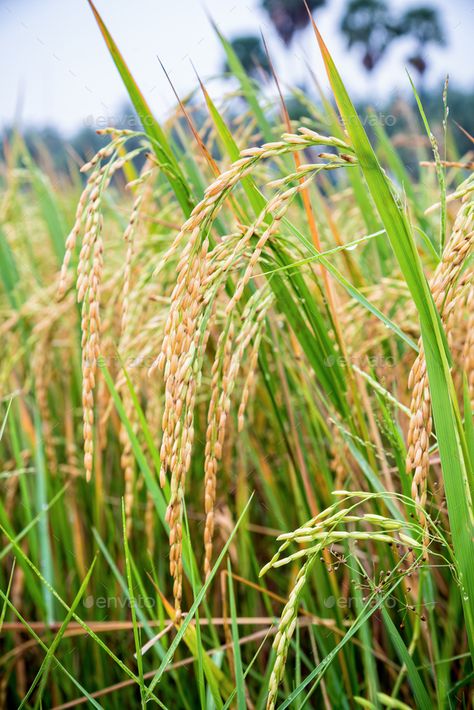 Close up ear of rice in paddy field Rice Farming Photography, Rice Plant Photography, Paddy Field Aesthetic, Rice Field Aesthetic, Paddy Field Painting, Paddy Field Photography, Rice Field Photography, Rice Paddy Fields, Dance Embroidery