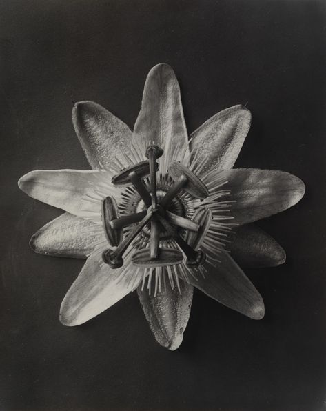 Karl Blossfeldt. Passiflora,. 1898–1932 | MoMA Karl Blossfeldt, Gelatin Silver Print, A Level Art, Passion Flower, Photo Projects, Natural Forms, Film Stills, Art Google, Botanical Art