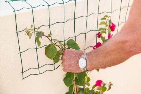 Buganvilla Trellis, Bougainvillea On House, Landscaping With Bougainvillea, Bougainvillea Trellis Arch, Bougainvillea In Balcony, Pergola With Bougainvillea, Bougainvillea Hedge Fence, Bougainvillea Garden Landscape Design, Bougenvilla Trellis