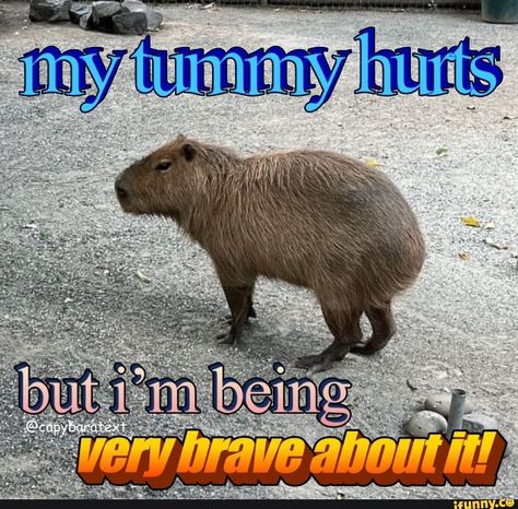 Tummy Hurt Reaction, Capybara Meme, My Tummy Hurts, Tummy Hurts, Cute Animal Memes, Spotify Playlists, Meme Stickers, Wholesome Memes, Weird Animals