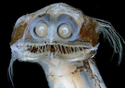 Wildlife Planet on Instagram: “Me Smiling At My Crush Photo by Dave Johnson  Mugshot of a deep-sea telescopefish. #WildlifePlanet” Fish, Telescope Fish, Deep Sea