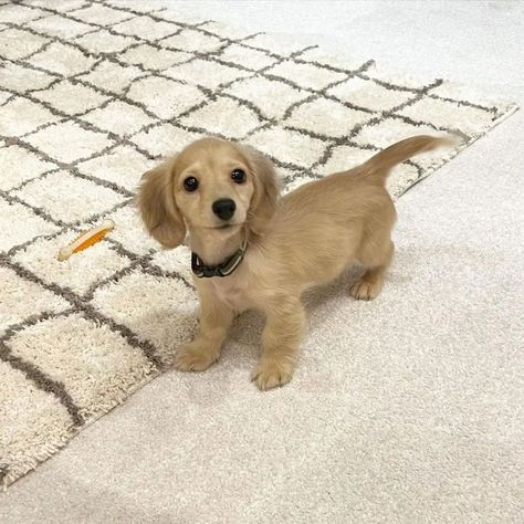 Blonde Daschund Puppies, Duchound Puppy, Blonde Dachshund Puppy, Long Haired Miniature Dachshund Puppies, Miniature Daushunds, Golden Dachshund Puppies, Mini Blonde Dachshund, Mini Duchound, Golden Dashund Puppy