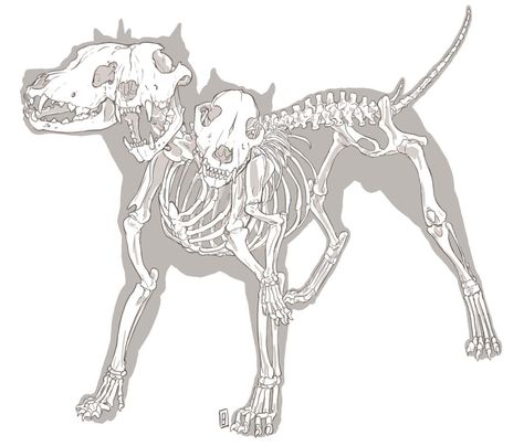 Animal Skeletons Tattoo, Cerberus Skeleton, Wolf Skeleton Drawing, Animal Anatomy Tattoo, Skeleton Animals Drawing, Skeleton Dog Drawing, Skeleton Dog Tattoo, Animal Bones Drawing, Dog Skeleton Tattoo