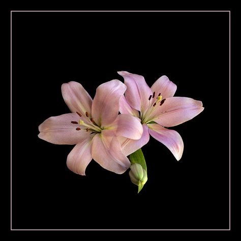 Naked Lady Lilies by FiddleFlix, via Flickr Grocery Store Bouquet, Hibiscus Flower Wallpaper Aesthetic, Lilium Flower, Lilies Flowers, Lily Wallpaper, Stargazer Lily, Flower Icons, Nothing But Flowers, Flower Therapy