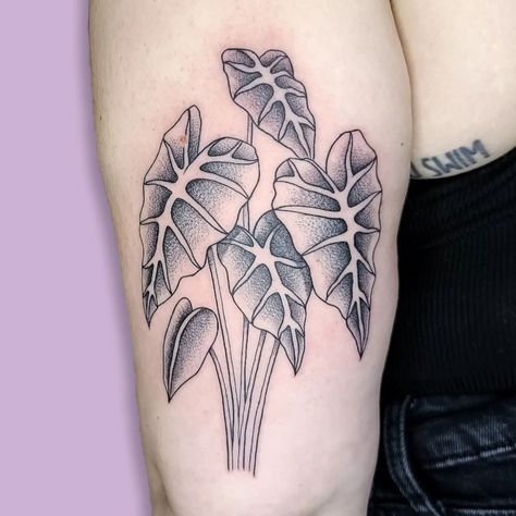 Elephant Ears Tattoo, Elephant Ear Tattoo Plant, Ear Plant Tattoo, Elephant Ear Plant Tattoo, Elephant Ear Tattoo, Elephant Ear Plant, Plant Tattoo, Elephant Ears, Tattoo Images