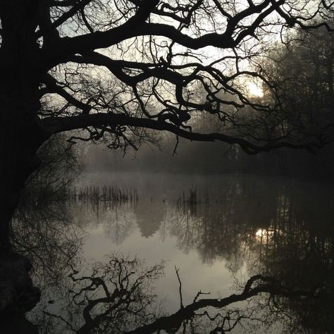 Credence Barebone, Misty Lake, Dark Naturalism, Dark Fairycore, Dark Green Aesthetic, Slytherin Aesthetic, Dark Cottagecore, Dark Paradise, Dark Forest