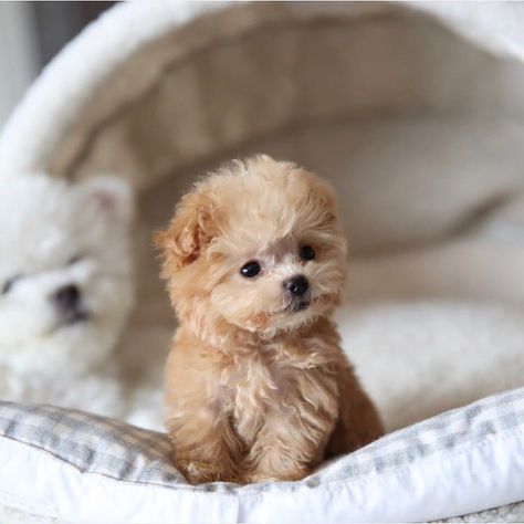 Miniature Poodle Puppy #miniaturepoodle #minipoodle #teacuppoodle #toypoodle Teacup Pomeranian Puppy, Bear Dog Breed, Miniature Dog Breeds, Miniature Poodle Puppy, Teddy Bear Puppies, Cute Teacup Puppies, Teddy Bear Dog, Cute Puppy Pictures, Tiny Puppies