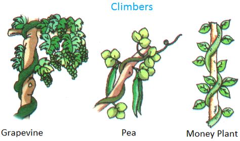 Climbers, Grapevine, pea, money plant Herbs Shrubs And Trees Worksheet, Herbs Shrubs Climbers Creepers Worksheet, Plant Climbers, Evs Worksheet, Plants Kindergarten, Plants Grown In Water, Plant Lessons, Plants Worksheets, Creepers Plants