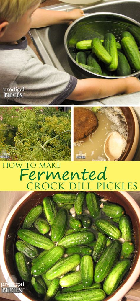 How to Make Fermented Crock Dill PIckles by Prodigal Pieces www.prodigalpieces.com #prodigalpieces Fermented Pickles Recipe, Lacto Fermented Pickles, Dill Pickle Recipe, Sour Pickles, How To Make Pickles, Fermented Pickles, Cucumber Dill, Pickle Recipe, Fermentation Recipes