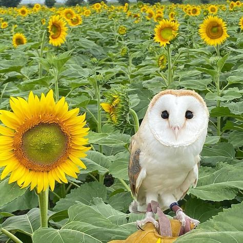 Owl & Owl lovers on Instagram: “Who loves Barn Owl Let us know in Comment ❤️💞🥰 ✅ Follow @thecrazyowllovers  for more ✅ Mention & Share with Your owl lover friends ✅…” A Field Of Sunflowers, Field Of Sunflowers, Awesome Owls, Let's Make Art, Same Picture, Owl Family, Owl Pictures, Art City, Owl Tattoo