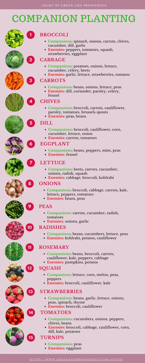 Vegetable Garden Companion Layout, Must Have Vegetables In Garden, Vegetable Garden What To Plant Together, Veggie Planting Guide, Veggies To Plant In Spring, Garden Vegetables Layout, Diy Container Garden Ideas, Outdoor Garden Layout, Veggie Garden Companion Planting