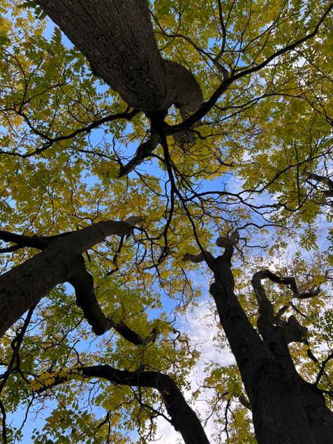 I seriously adore these upward shots of trees and the way the canopy stands out against the sky! Looking Up Through Trees, Canopy Of Trees, Sky Through Trees, Long Shot Photography, Easy Sketches, Landscape Reference, Tree Canopy, Creative Shot, Movie Shots