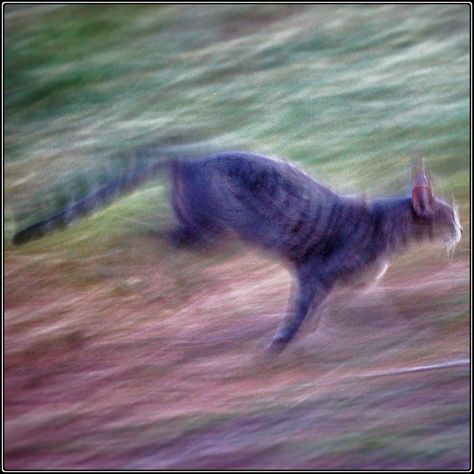 Cat running after something Tabaxi Wizard, Cat Running, Pecha Kucha, Running Memes, Cornelia Street, Cat Walking, Person Running, Wizard Cat, Cat Run