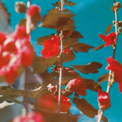 Neil Krug, Terrence Loves You, Colour Photograph, Art Center, Apple Music, Orchestra, Pretty Pictures, Lana Del Rey, Flower Power