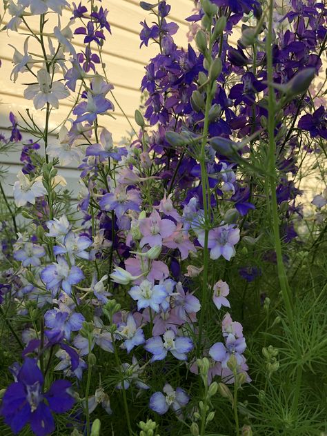 Larkspur Flower Aesthetic, Larkspur Aesthetic, Candle Larkspur, Larkspur Flowers, Delphinium Flower, July Aesthetic, Fairy Life, Larkspur Flower, Lily Wallpaper