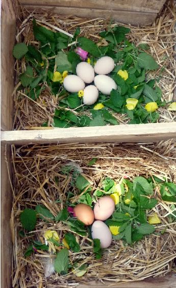 Herbs To Give Chickens, Nest For Chickens, Diy Roosting Boxes For Chickens, Cute Chicken Nesting Boxes, Chicken Nest Boxes Ideas, Diy Chicken Nesting Boxes Ideas, Hen Nesting Boxes Ideas, Herbs For Chicken Nesting Boxes, What To Put In Chicken Nesting Boxes