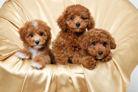 Is This A Teddy Bear Or A Poodle Cute Puppy Wallpaper, Poodle Puppies For Sale, Toy Poodle Puppies, Brown Puppies, Puppy Wallpaper, Poodle Puppies, Maltipoo Puppy, Hypoallergenic Dogs, Miniature Poodle