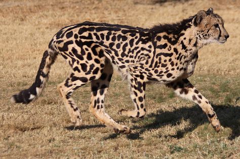 pictures of king cheetah | King Cheetah - Acinonyx rex | Flickr - Photo Sharing! King Cheetah, Fur Pattern, Rare Animals, Pretty Animals, Cheetahs, Unique Animals, Animal Photo, Beautiful Cats, Watch Video