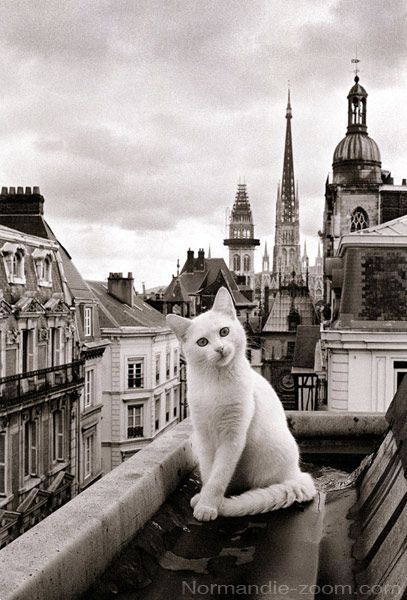 Paris Cat, Illustration Kunst, Cats Videos, Söt Katt, Cat Photography, White Cats, Appaloosa, Here Kitty Kitty, Quarter Horse