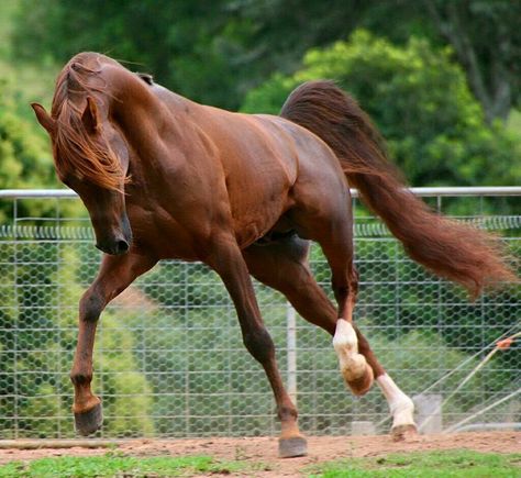 Shagya Arabian Horses, Animals Moving, Horse Majestic, Shagya Arabian, Arabian Stallions, Horse Anatomy, Horse Inspiration, Most Beautiful Horses, Friesian Horse