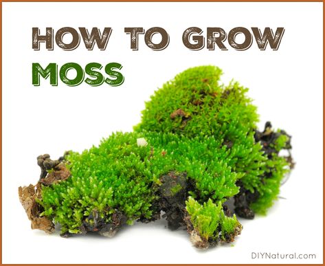 Learning how to grow moss is a fun and easy project. While some people are looking for ways to get rid of moss, others are trying to grow it. How To Dry Moss, Small Moss Garden, How To Grow Moss On Rocks, How To Keep Moss Alive Indoors, Moss Planter Ideas, How To Preserve Moss For Crafts, How To Grow Moss On Anything, Moss Activities, How To Make Moss