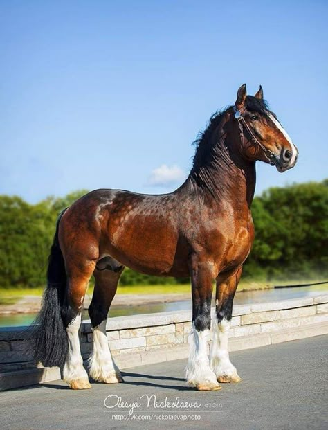 Noriker Horse, Draft Horse Breeds, Percheron Horses, Horse Standing, Budweiser Clydesdales, Shire Horse, Clydesdale Horses, Horse Reference, Horse Inspiration