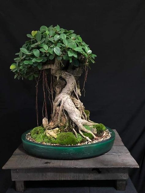 Ficus Ginseng Bonsai, Jade Plant Bonsai, Bonsai Making, Bonsai Nursery, Japanese Bonsai Tree, Jade Bonsai, Bonsai Ficus, Bonsai Forest, Pre Bonsai