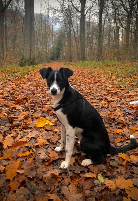 Short Hair Border Collie Dogs, Border Collie Haircut, Border Collie Short Hair, Smooth Coat Border Collie, Short Hair Border Collie, Short Haired Border Collie, Border Collie Puppies, Collie Puppies, Border Collie Dog