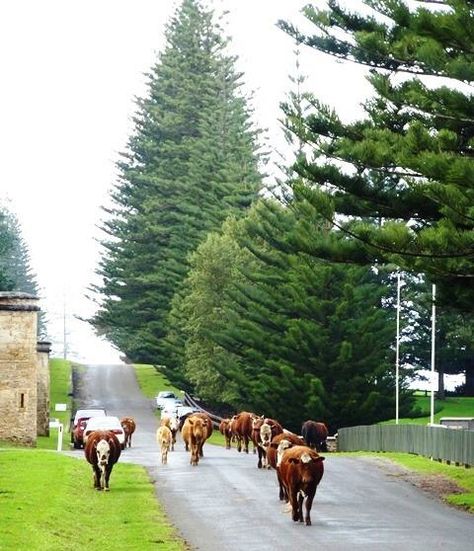 Kingston Norfolk Island Beautiful Australia, Norfolk Island, Norfolk Pine, Australia Country, Travel Australia, Island Living, New Caledonia, Places Of Interest, Travel List