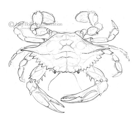 Blog following the current projects of uk Illustrator and typographer Amy Holliday, who creates exquisite mixed-media designs. Blue Crab Drawing, Crab Drawing, Blue Crabs Art, Seafood Art, Crab Illustration, Crab Painting, Crab Tattoo, Crab Art, Louisiana Art