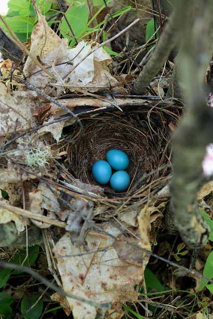 Bluebird Nest, Spring Birds, Funny Birds, A Work In Progress, Robins Egg, Colorful Birds, Bird Nest, Decor Display, On The Ground