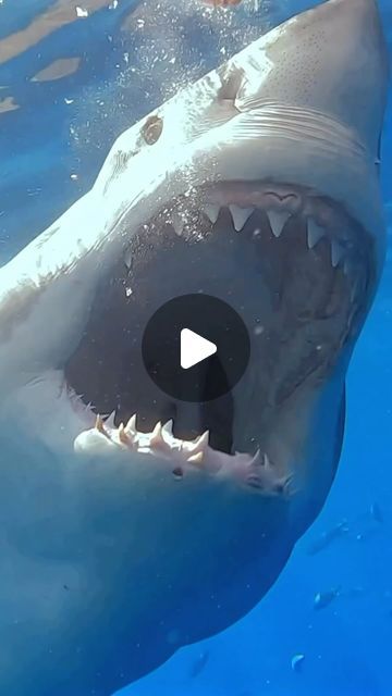 Scary Shark Pictures, Shark Videos, Shark Photography, Shark Video, Scary Shark, Marine Life Photography, Robot Videos, Scary Ocean, Sharks Scary