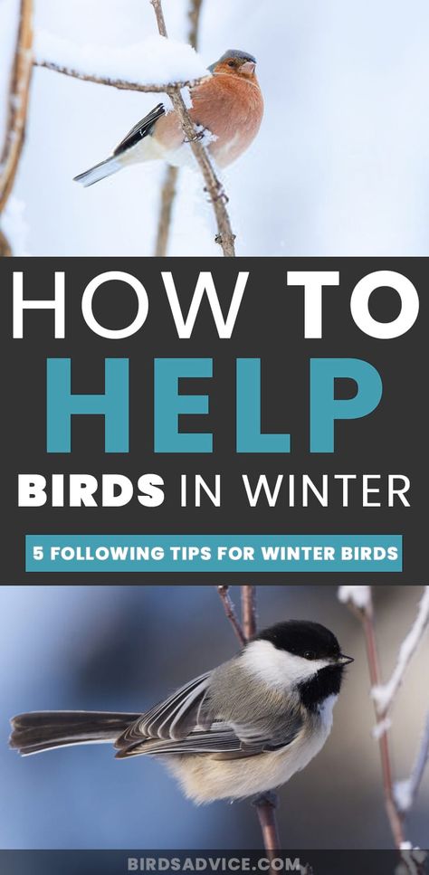 Winter Wild Bird Shelter, Winter Shelter For Birds, Winter Bird Shelter, Winter Bird Houses Diy, Bird Shelters For Winter Diy, Nesting Boxes For Birds, Bird Shelters For Winter, Winter Bird Feeders Diy, Bird Feeders Craft