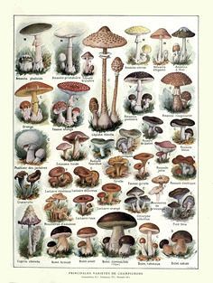 Vintage Mushroom Art, French Illustration, Mushroom Poster, Illustration Botanique, Vintage Mushroom, Hur Man Målar, Vintage Botanical Prints, Antique Illustration, Mushroom Art