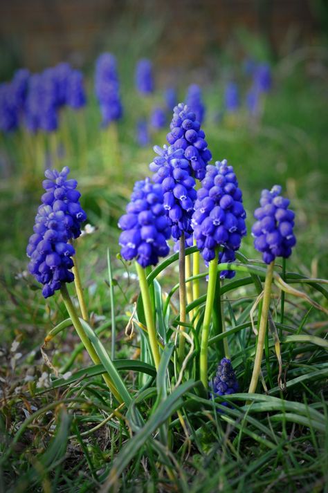 Purple Grape Hyacinths | Susan Bingaman | Flickr Blue Grape Hyacinth, Grape Hyacinth Watercolor, Grape Hyacinth Aesthetic, Bulb Lawn, Blue Flower Names, Hyacinth Garden, Hyacinths Garden, Muscari Flowers, Plants For Planters