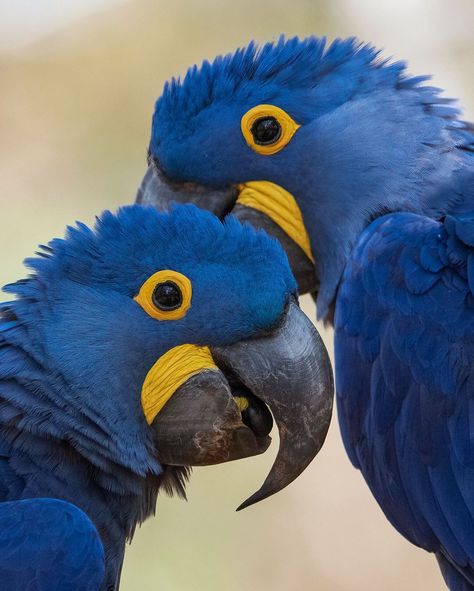 Rafael Maffessoni on Instagram: “Hyacinth Macaw🇧🇷 #birdsonearth #nuts_about_birds #eye_spy_birds #bird_brilliance #bestbirdshots #your_best_birds #planetbirds…” Hyacinth Macaw, Bird Breeds, Rainforest Animals, Bird Species, Birdy, Featured Artist, Drawing Reference, Animal Drawings, South America