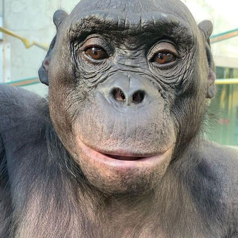 Monkey #human #monkey Monkey With Makeup, Pictures Of Monkeys, Cool Monkey, Phone Inspiration, Monkey Business, Planet Of The Apes, Instagram Photo Inspiration, Monkeys, Funny Pics