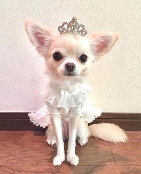 Chiwawa Puppies, Psy Chihuahua, Chihuahua Facts, Spoiled Pets, Princess Dog, Pampered Pets, Cute Chihuahua, Chihuahua Love, Dog Projects