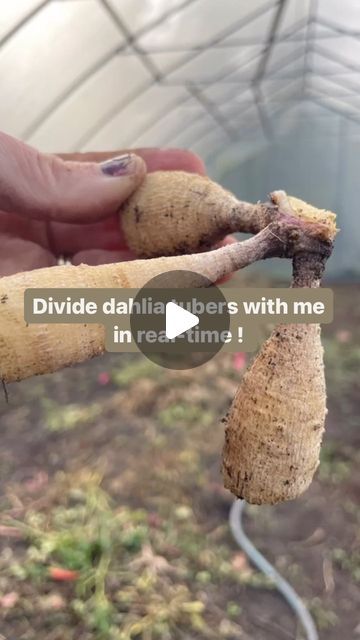 Kim | Busy Bee Farm & Florals on Instagram: "Here is part 1 of a real-time dahlia tuber divide. I will try to post some more videos in real-time as this is a request I get often and it seems there is a lot of interest. I know watching videos of others dividing their dahlias is what gave me the confidence to try it myself. I hope this is helpful to even one person! If you’re curious why I snip the root end off of our tubers, the dahlias don’t need this to grow the following season and it is an opportunity for me to check for rot. Also, I have thousands of tubers to store, so anything I can do to save space really helps 💞 #dahlia #dahliagrower #dahliatips #dahliastorage #dahliatubers #dahliagarden #beginnergardener" Dahlia Flowers Garden, How To Divide Dahlia Tubers, Dahlia Support Ideas, Dahlias In Pots, Hawaii Garden, Dalia Flower, Dahlia Flower Garden, Dahlia Care, Dahlia Garden