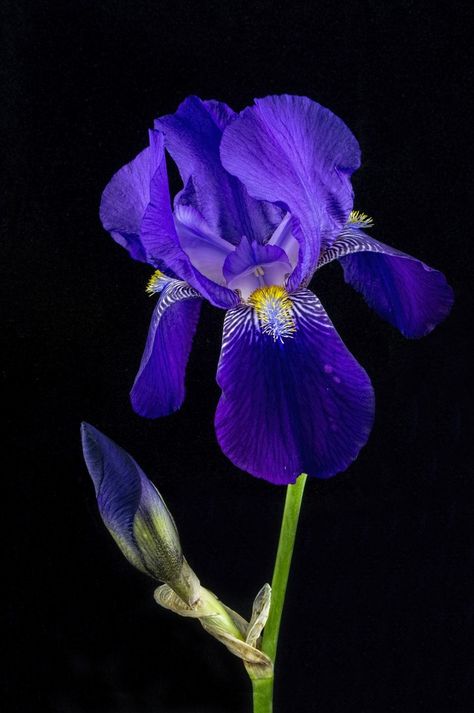 Pencil Flowers, Blue Iris Flowers, Purple Iris Flowers, Flowers Iris, Iris Purple, Iris Art, Iris Painting, Blue And Purple Flowers, French Flowers